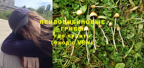 прущие грибы Горно-Алтайск